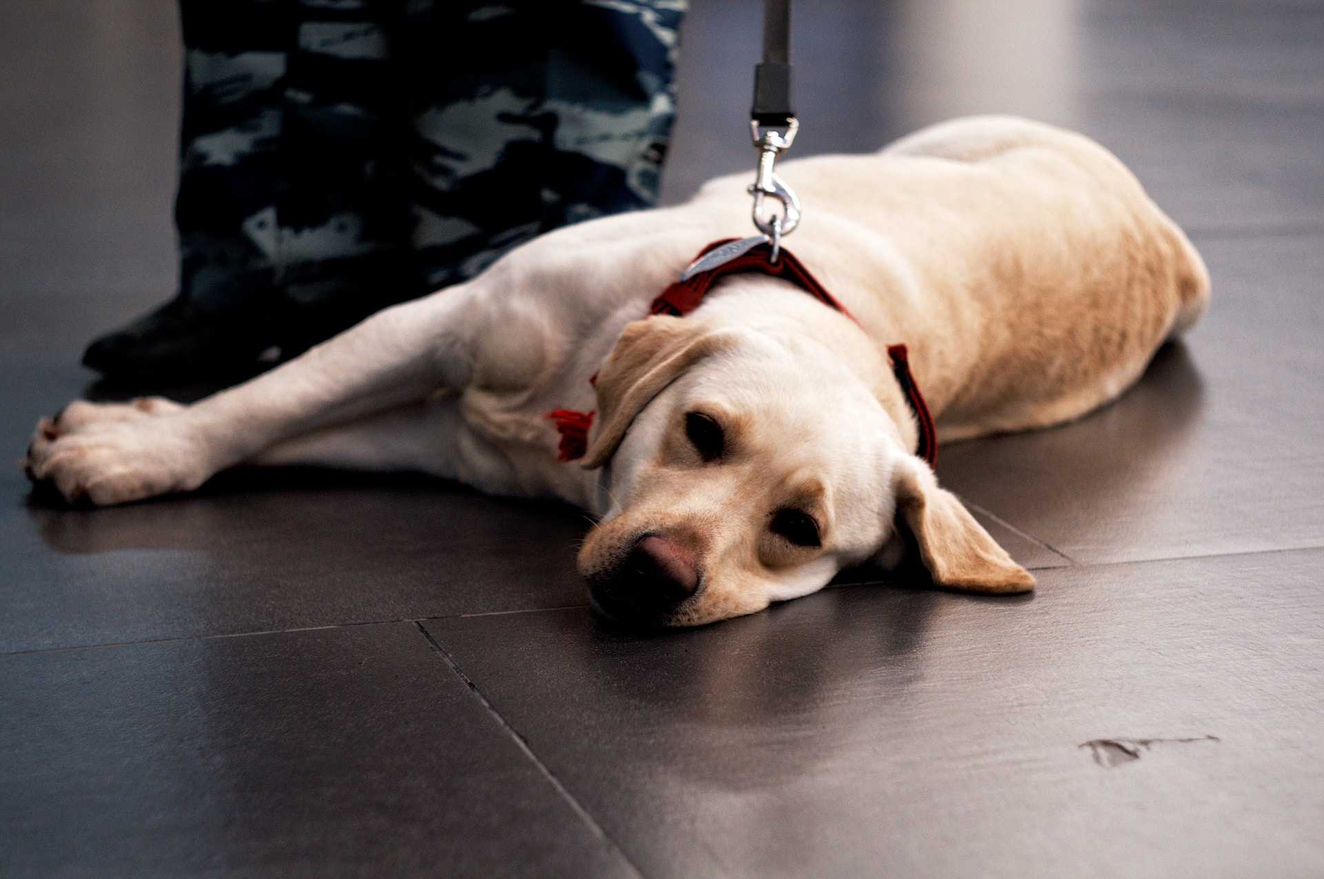 hond op de luchthaven